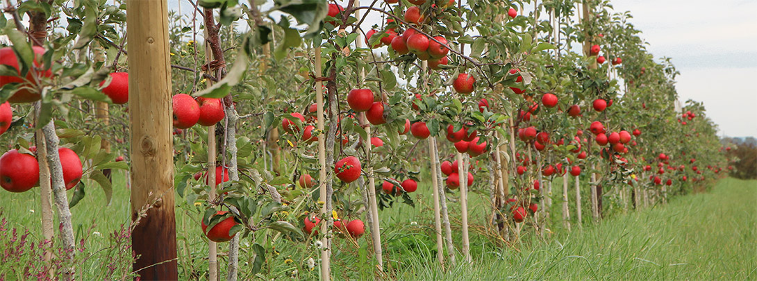 Apfelplantage Schmittnerhof